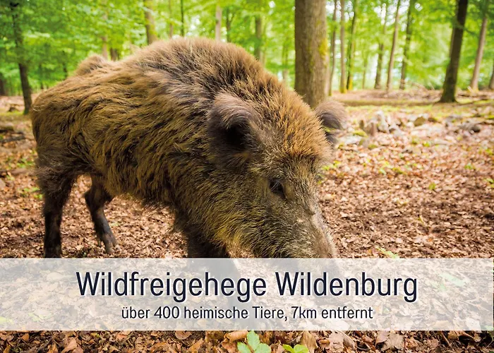 Semesterbostad Natur-chalet Zum Nationalpark Franz Inkl. E-auto Allenbach